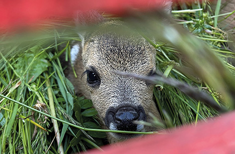 Les drones et beaucoup d'engagement sauvent des faons