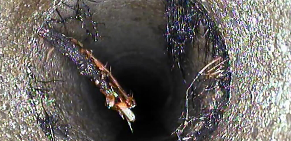 Les racines forment un véritable réseau à lintérieur de la conduite et empêchement le bon écoulement de l'eau.