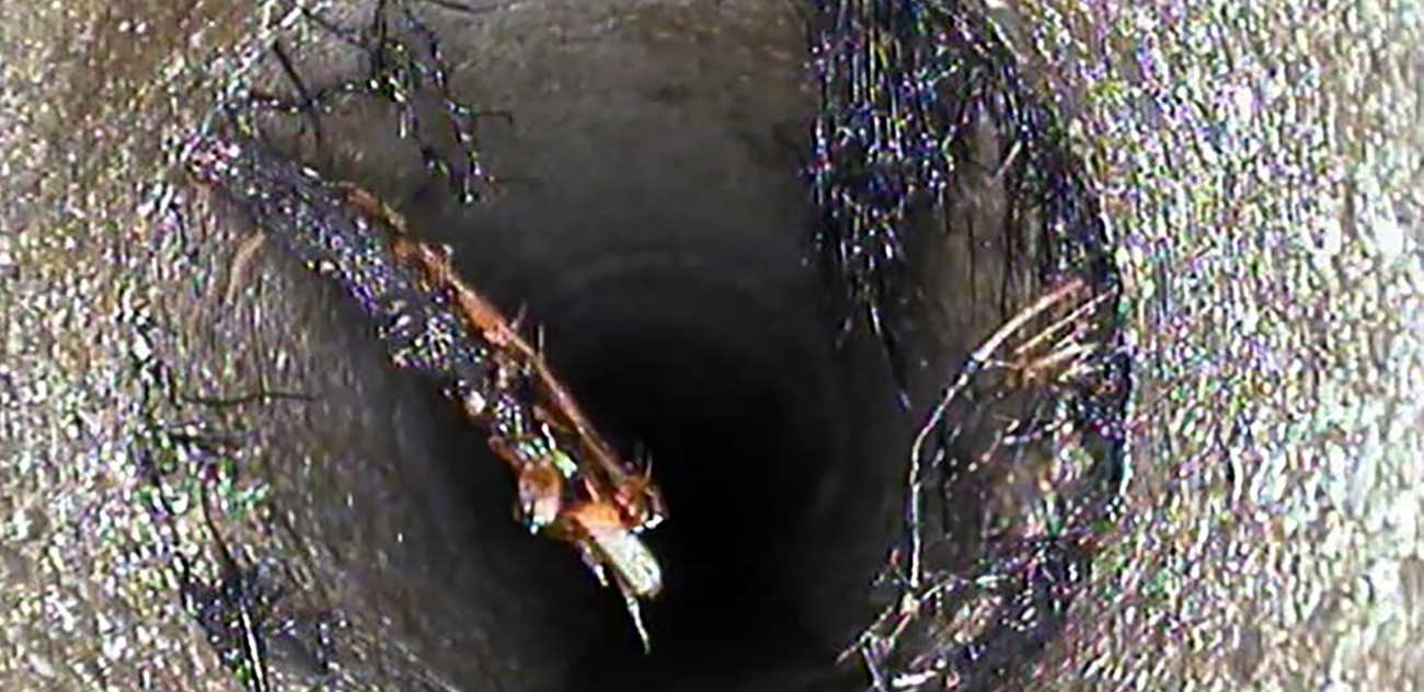 Les racines forment un véritable réseau à lintérieur de la conduite et empêchement le bon écoulement de l'eau.